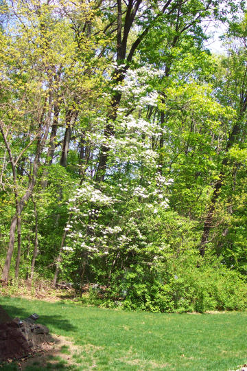 Flowering Dogwood