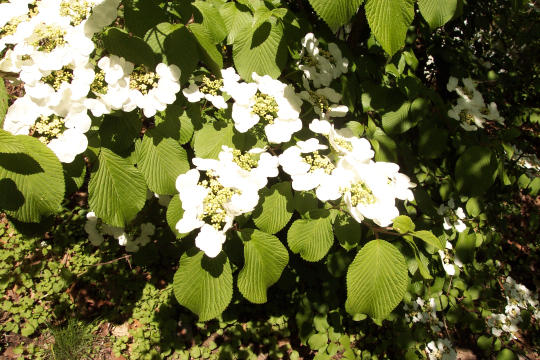 Doublefile Viburnum in bloom