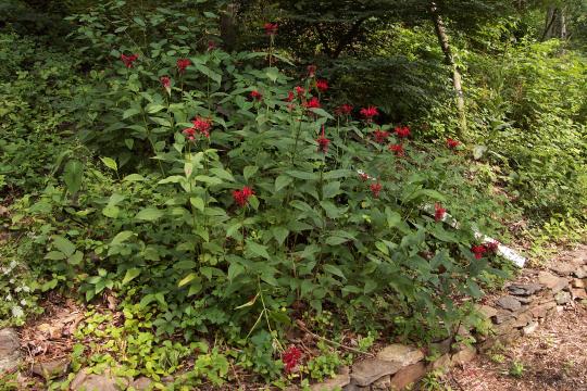 Monarda didyma